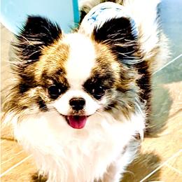 Rowdy - Chihuahua