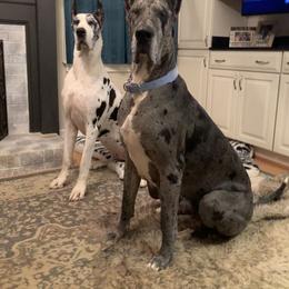 Great Danes from Magic Kingdoms Great Danes