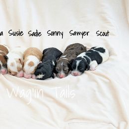 Bernedoodle and Cavapoo Puppies from Wag'in Tails
