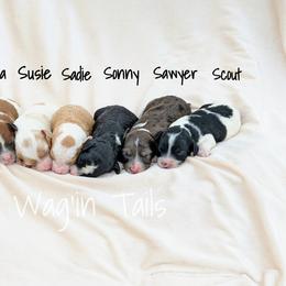 Bernedoodle and Cavapoo Puppies from Wag'in Tails