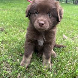 Girl 2 - Red female Australian Shepherd puppy in Hillsboro, Illinois from Perfect Paws Puppies