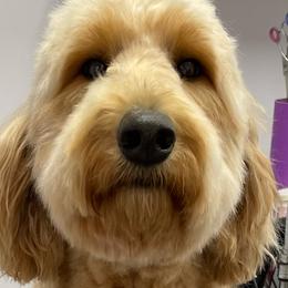 Gucci - Goldendoodle