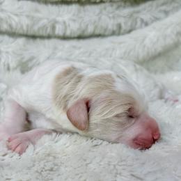 Elsa - Parti female Goldendoodle puppy in Dayton, Ohio from Perks Court Doodles