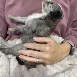 Sheepadoodle Puppies from Sarah Pearl’s Mini Sheepadoodles