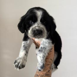 Sinker - Black and white male English Springer Spaniel puppy in Cookeville, Tennessee from Krossroads Kennel