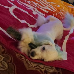 Maltese Puppies from Silver & Sapphire's Designer Puppies