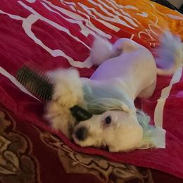 Maltese Puppies from Silver & Sapphire's Designer Puppies