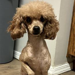 Lily - Poodle