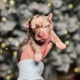 Ravioli - Merle male Pomsky puppy in Cleveland, Ohio from Lake Point Pomskies