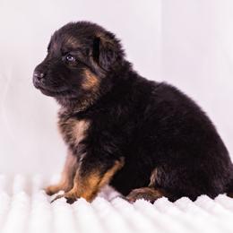 Red collar - Black and red female German Shepherd puppy in Plumas Lake, California from Zwinger Vom Greifjäger