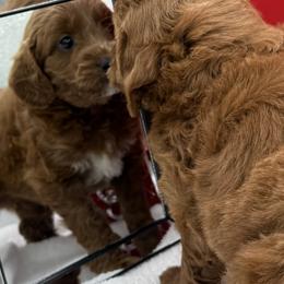 River - Red  male Goldendoodle puppy in Wayland, New York from Loris Pampered Pooches💕