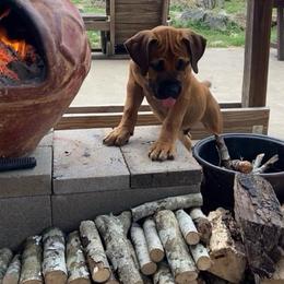 Crusader - Red male Boerboel puppy in Navasota, Texas from Silverthorne Boerboels