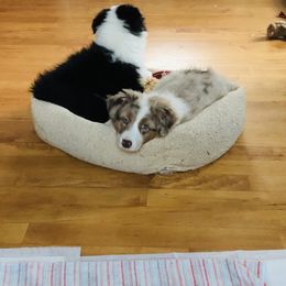 Australian Shepherd Puppies from Black Pond Australian Shepherds