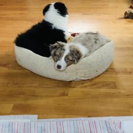 Australian Shepherd Puppies from Black Pond Australian Shepherds