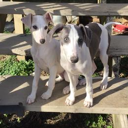 Miniature Schnauzer and Whippet Puppies from Saving Grace
