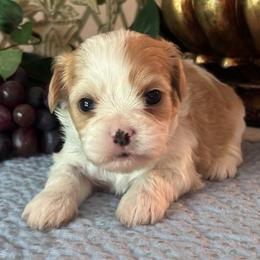 George - Blenheim male Cavatzu puppy in Oklahoma from Rocky Oak Cavaliers & Biewer Terriers LLC