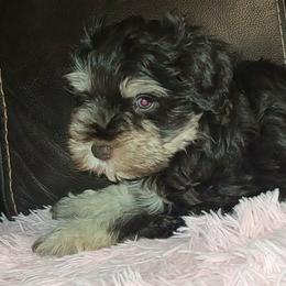 Mira - Liver female Miniature Schnauzer puppy in Graham, Washington from Kristy's French Bulldogs & Mini Schnauzers
