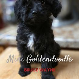 Bruce Wayne - Black male Goldendoodle puppy in Milton, Florida from Sutton Place Doodles