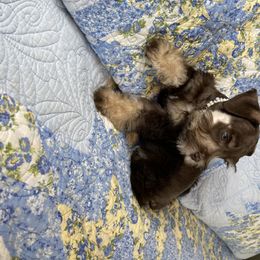 Miniature Schnauzer Puppies from The BrickHouse Miniature Schnauzers