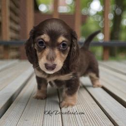 Coco - Chocolate and cream female Dachshund puppy in Oklahoma City, Oklahoma from OkieDoxieland Dachshunds