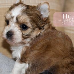 Tess - Sable female Yorkshire Terrier puppy in Austin, Texas from H6 Yorkies
