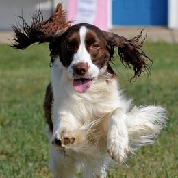 English Springer Spaniels from Nancy's Springers