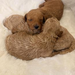 Green - Cream male Goldendoodle puppy in Shingle Springs, California from Creamy Retrievers
