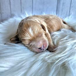 Cedar - Red male Cavapoo puppy in London, Kentucky from Blue Meadow Puppies