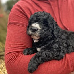 Boy 1 - Phantom male Goldendoodle puppy in Lafayette, Alabama from Sweethaven Kennels