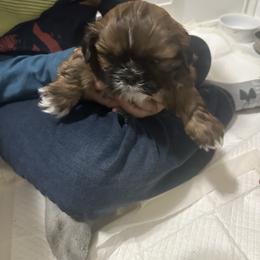Boy 1 - Red and white male Shih Tzu puppy in Autryville, North Carolina from Carter Family Retrievers
