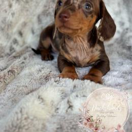 Dachshund Puppies from CSW Dachshunds