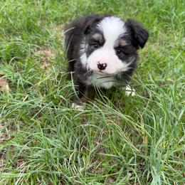 BlackBerry - Black tri male Toy Australian Shepherd puppy in Mineral Wells, Texas from Five G Toy Aussies