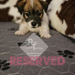 Boy 2 - White and tan male Russell Terrier puppy in Harvel, Illinois from Ruff and Tumble Russell Terriers