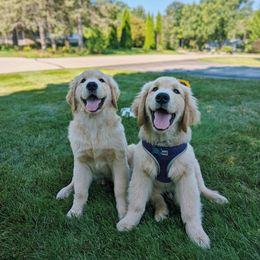 Golden Retriever Puppies from Welch Family Golden Retrievers