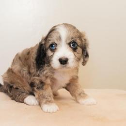Rune - Blue merle male Aussiedoodle puppy in Tucson, Arizona from Ever After Doodles Arizona