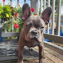 Bruno - Blue fawn male French Bulldog puppy in Cincinnati, Ohio from Sun City Kennels
