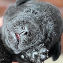 Jadis, Champion line English Lab - Black female Labrador Retriever puppy in Owosso, Michigan from Bennington Retrievers