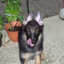 German Shepherd Puppies from Golden Breed German Shepherds