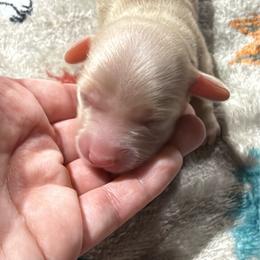 Cream male - Cream male Dachshund puppy in San Diego, California from San Diego Dachshunds