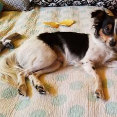 Cavalier King Charles Spaniel, Cocker Spaniel, and Xoloitzcuintli All Grown Up from Shasta Spots and Solids