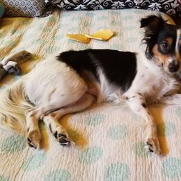 Cavalier King Charles Spaniel, Cocker Spaniel, and Xoloitzcuintli All Grown Up from Shasta Spots and Solids