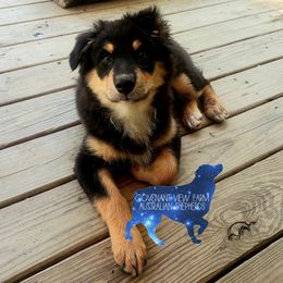 Clara - Black tri-color Australian Shepherd puppy in Menlo, Georgia from Covenant View Farm Australian Shepherds