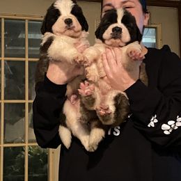Saint Bernard Puppies from Fletchers Saints