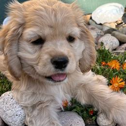 Boy 5 - Buff male Cocker Spaniel puppy in Trinidad, Colorado from Sweet Cockers