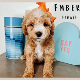 Ember - Red  female Goldendoodle puppy in Hilton, New York from The House of Goldendoodle