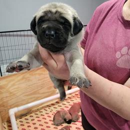 Jett (light pink) - Fawn female Mastiff puppy in Conroe, Texas from Southern Star English Mastiffs