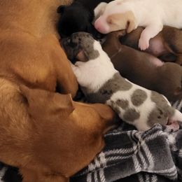 Dachshunds from Kristi's Doxies