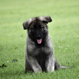 Shiloh Shepherd Puppies from Echo Shilohs
