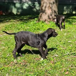 Great Dane Puppies from Trisha Self's Great Danes