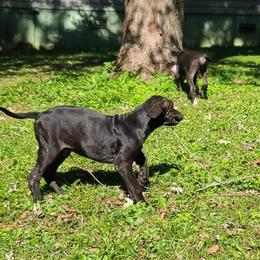 Great Dane Puppies from Trisha Self's Great Danes